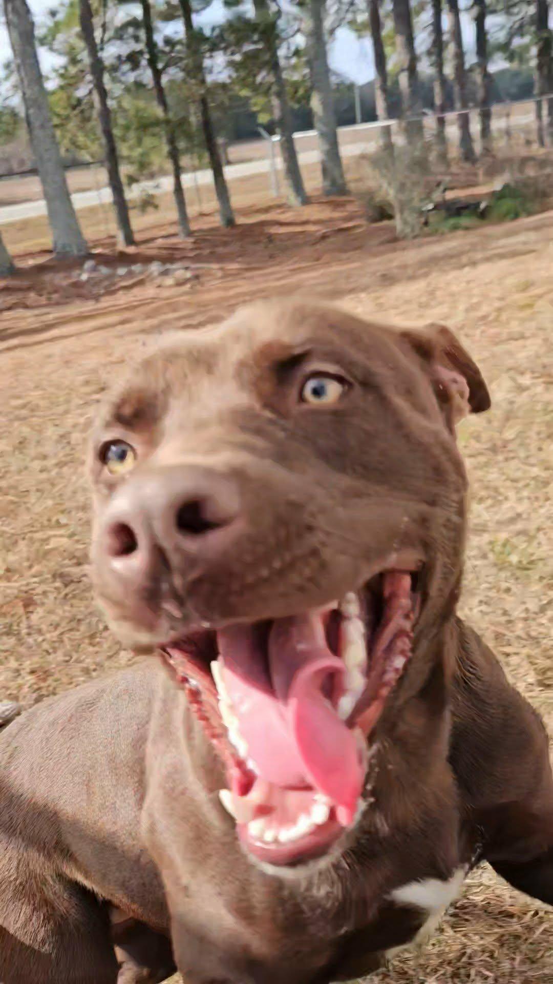 Enlarge Maverick, a ADOPTABLE Mixed Breed in Leesburg, GA image 3/3