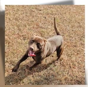 Enlarge Maverick, a ADOPTABLE Mixed Breed in Leesburg, GA image 2/3