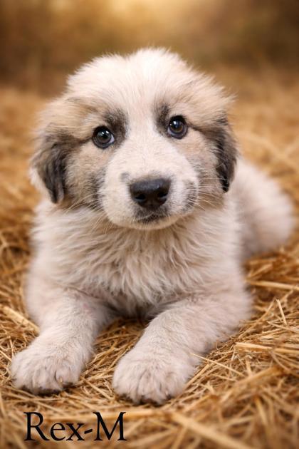 Rex, Adoptable, Adult Male Great Pyrenees & Mixed Breed.