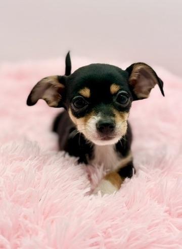 Enlarge Harvest Moon, a ADOPTABLE Chihuahua in Covington, LA image 3/6