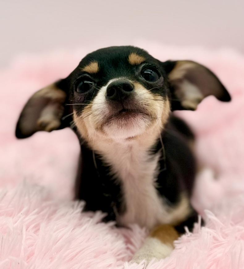 Enlarge Harvest Moon, a ADOPTABLE Chihuahua in Covington, LA image 4/6