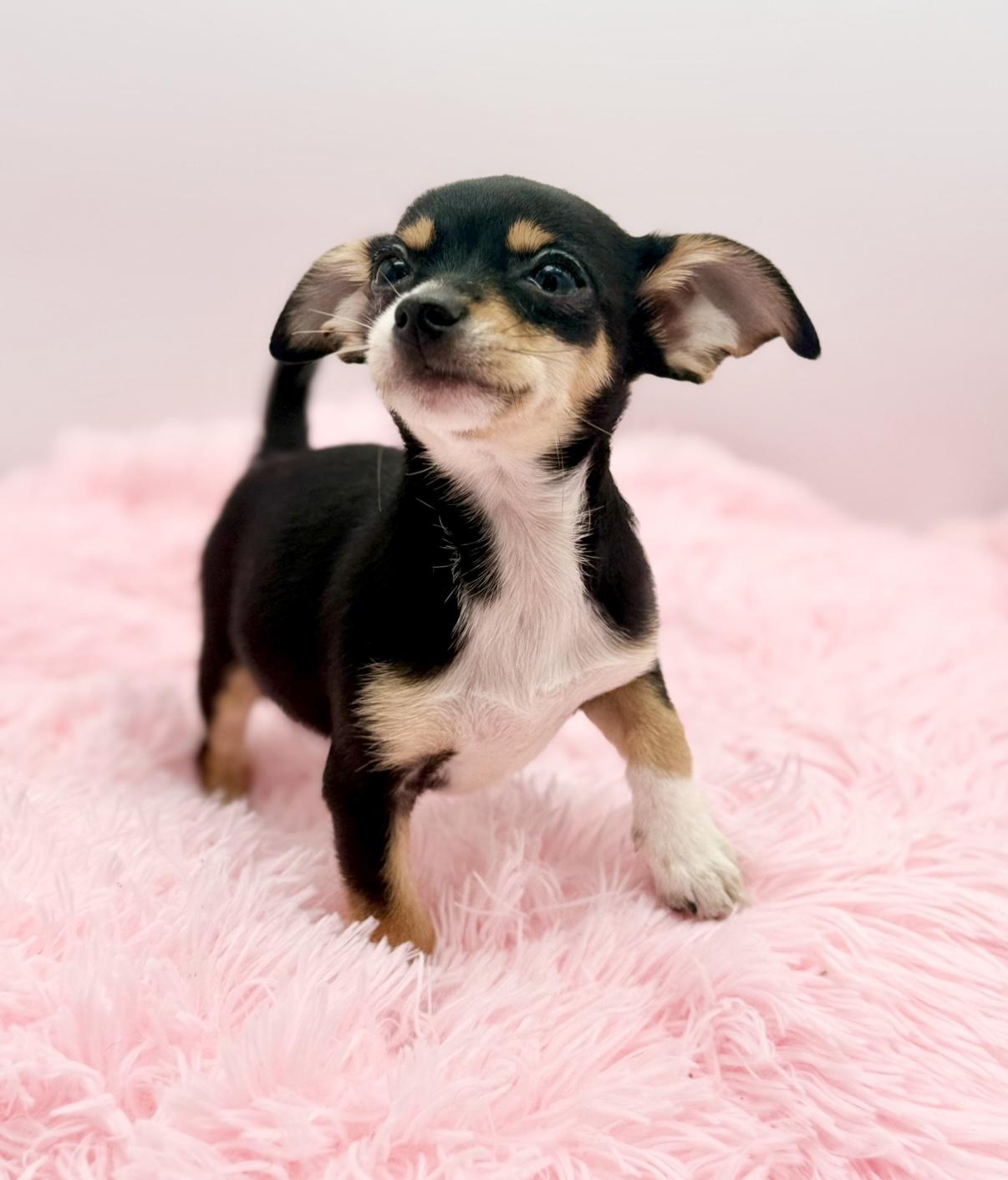 Enlarge Harvest Moon, a ADOPTABLE Chihuahua in Covington, LA image 2/6