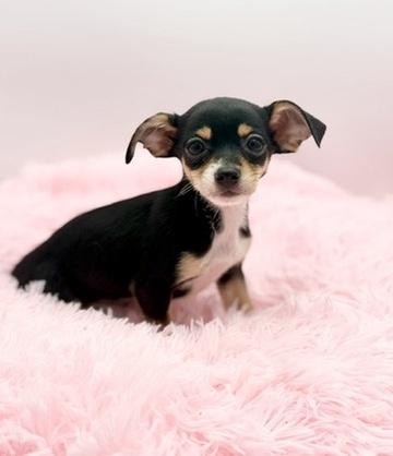 Enlarge Harvest Moon, a ADOPTABLE Chihuahua in Covington, LA image 5/6