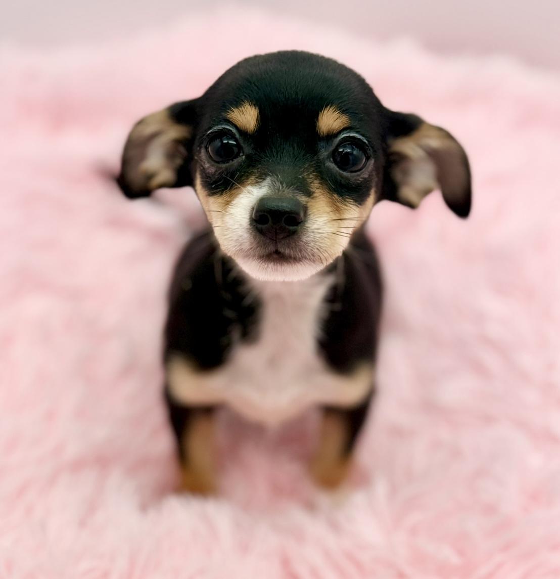 Enlarge Harvest Moon, a ADOPTABLE Chihuahua in Covington, LA image 1/6