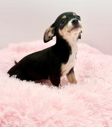 Enlarge Harvest Moon, a ADOPTABLE Chihuahua in Covington, LA image 6/6
