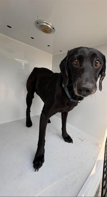 Enlarge OLLIE, a Adoptable Labrador Retriever in Augusta, GA image 1/1