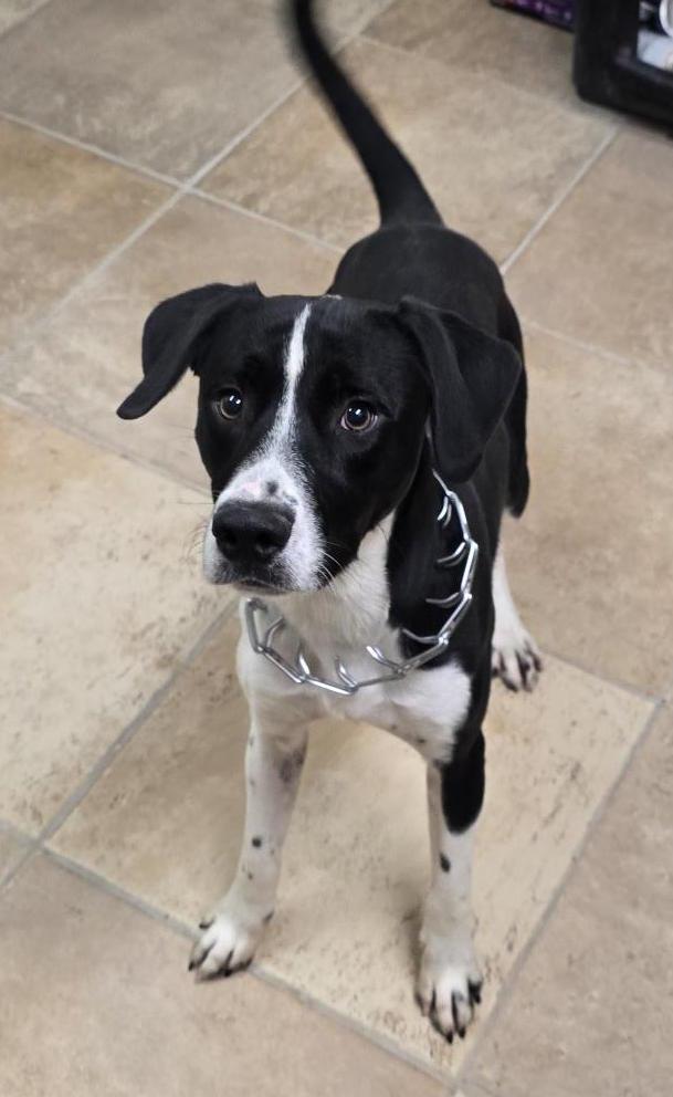 Ace, Adoptable, Young Male Pointer.