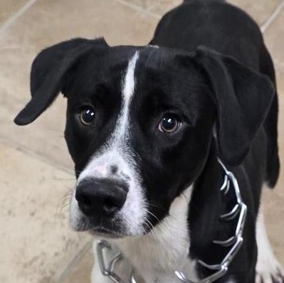 Ace, Adoptable, Young Male Pointer.