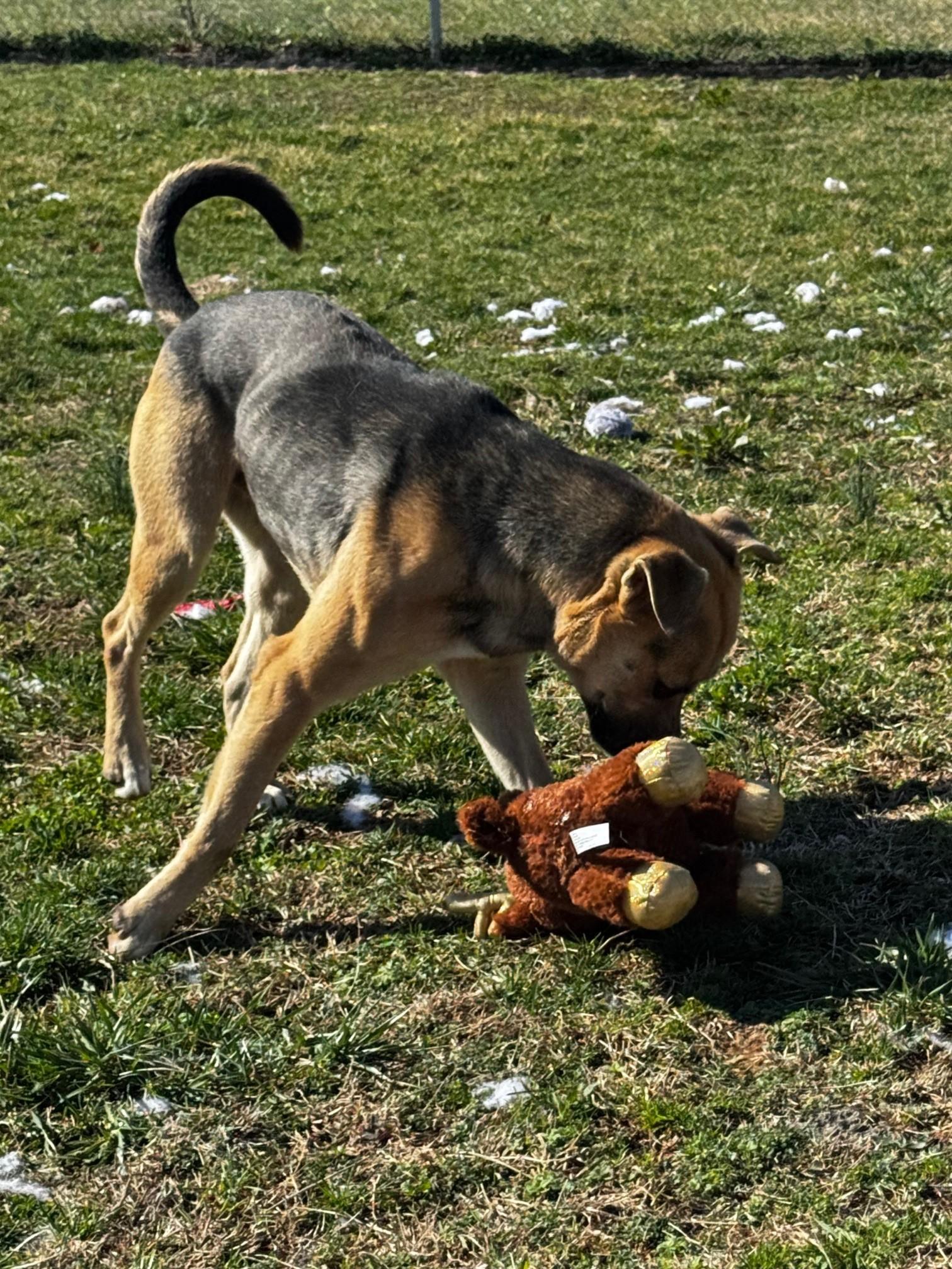 Bobo, a Adoptable mixed breed in Tullahoma, TN image 3/6