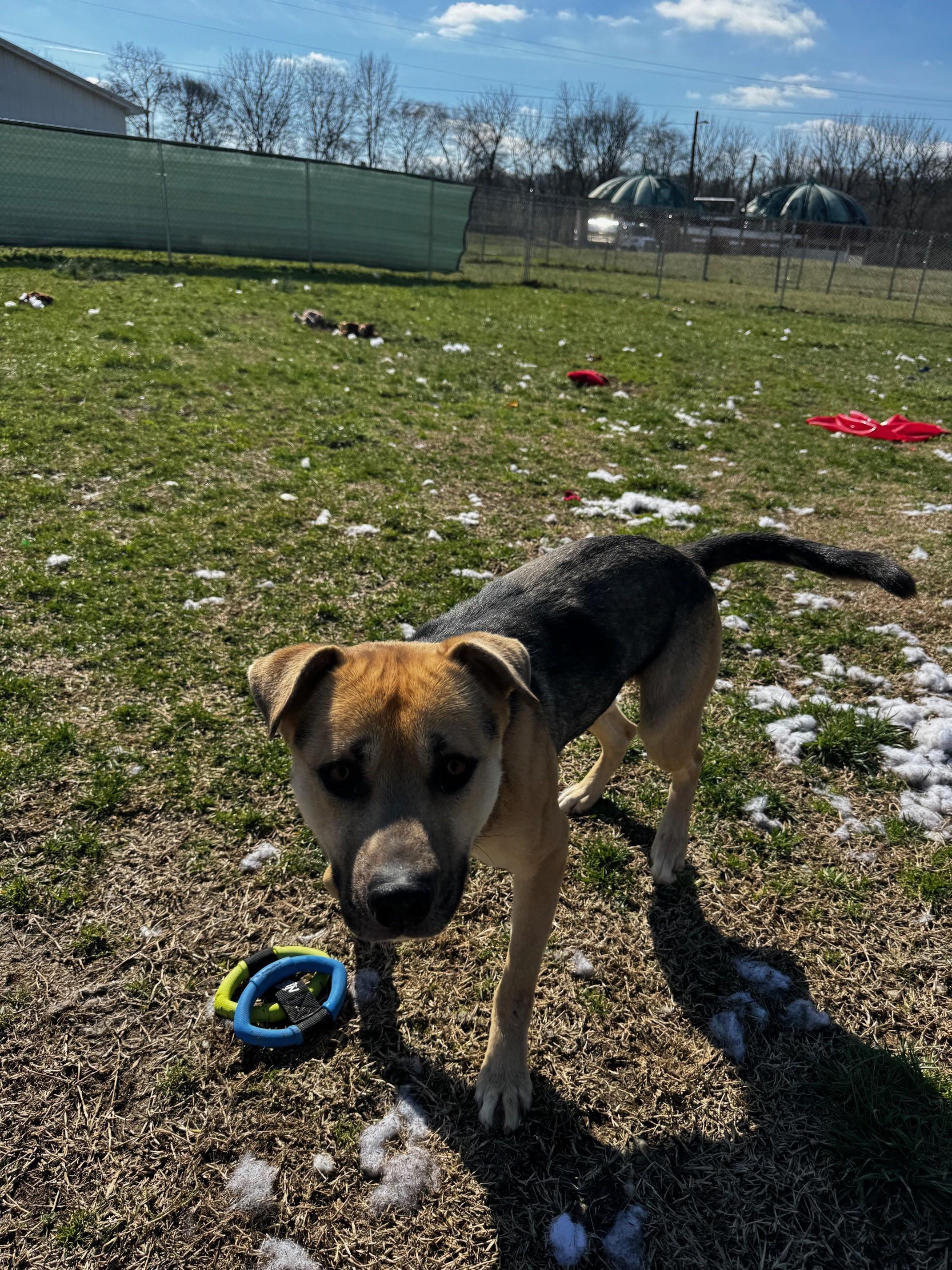 Bobo, a Adoptable mixed breed in Tullahoma, TN image 2/6