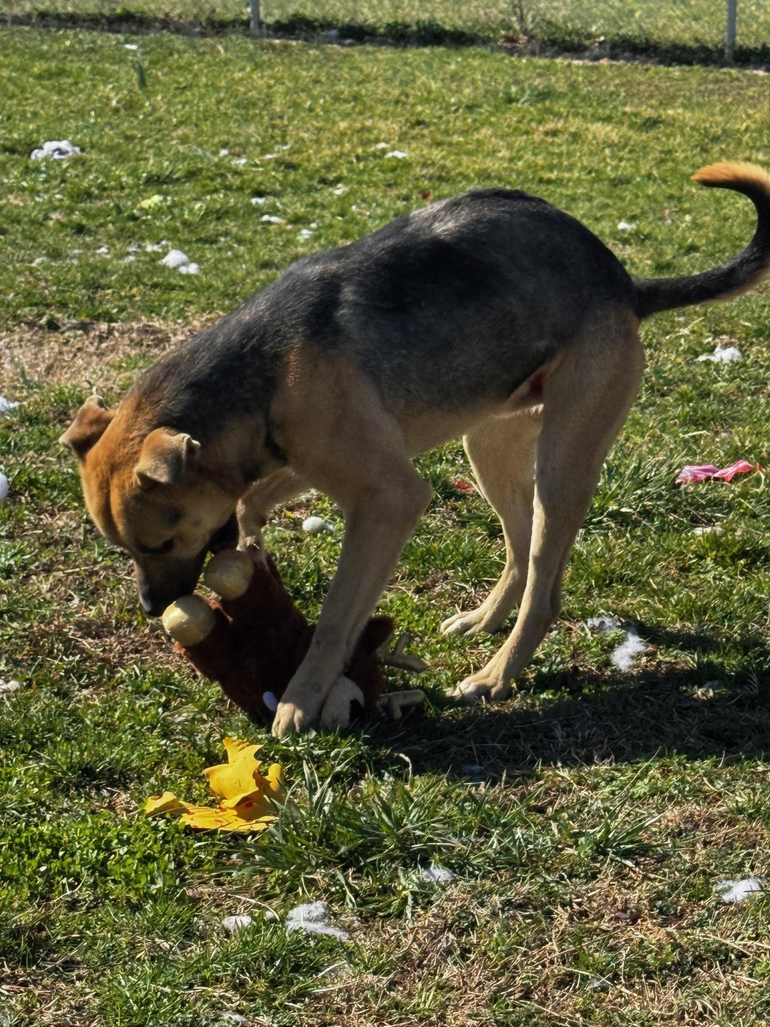 Bobo, a Adoptable mixed breed in Tullahoma, TN image 4/6