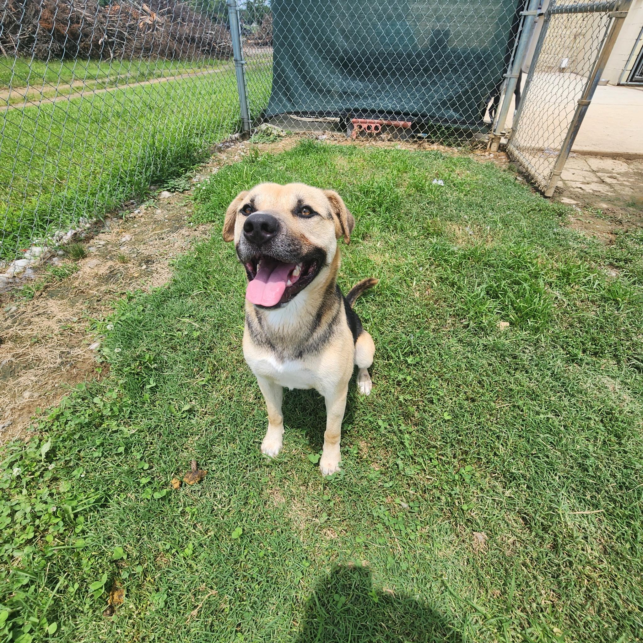Bobo, Adoptable, Adult Male German Shepherd Dog & American Staffordshire Terrier.