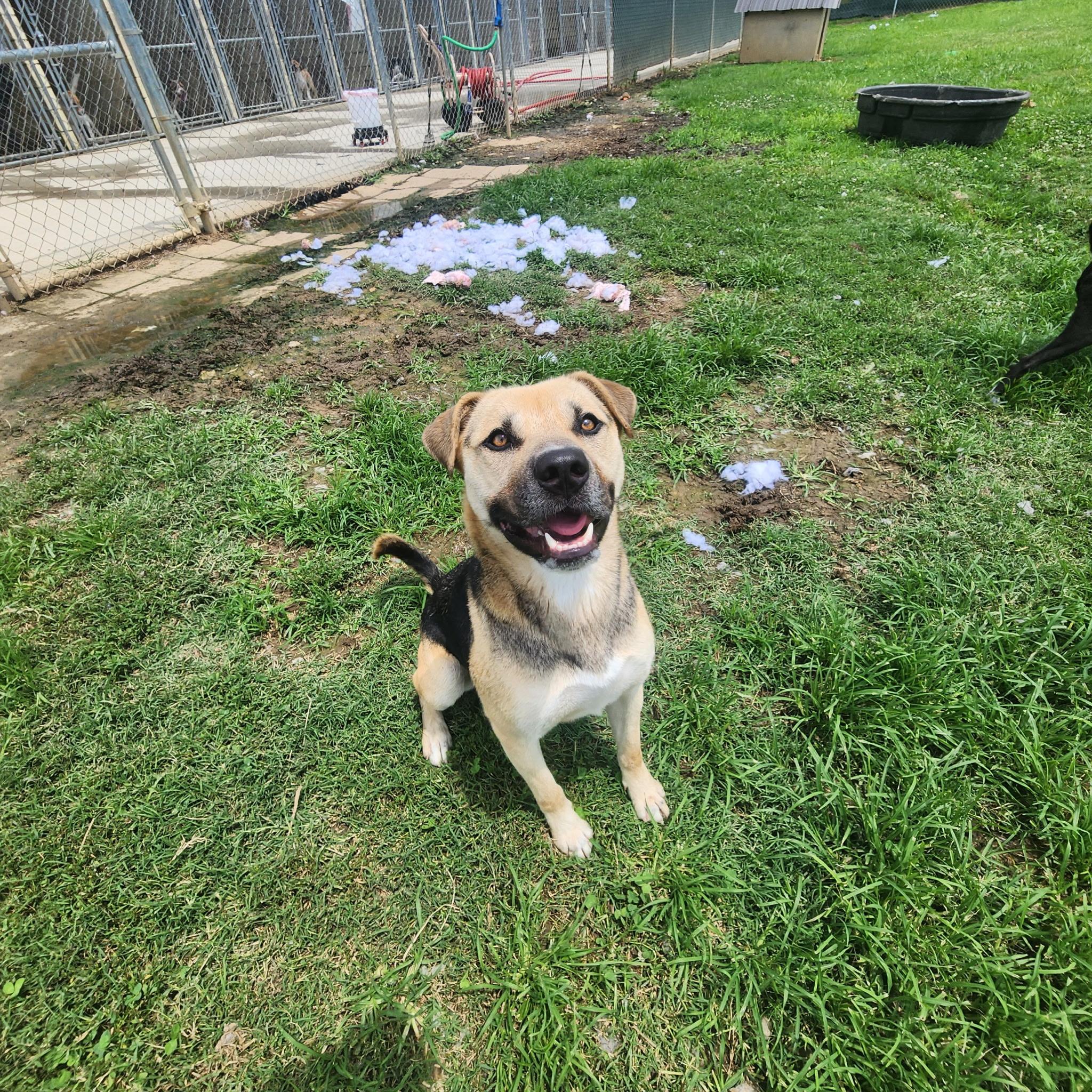 Bobo, a Adoptable mixed breed in Tullahoma, TN image 6/6