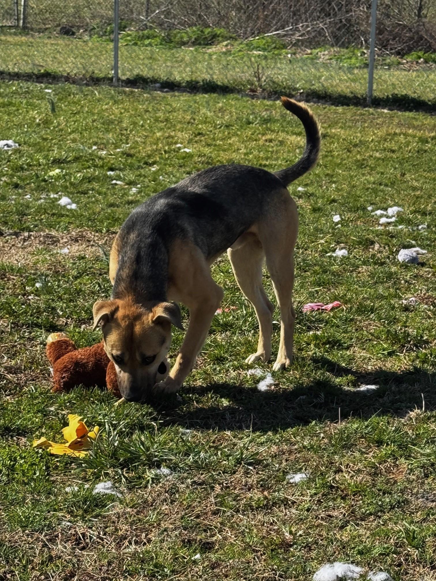Bobo, a Adoptable mixed breed in Tullahoma, TN image 5/6