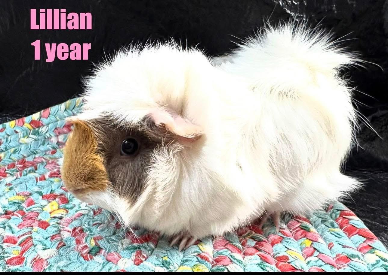 Lillian, adopted, Young Female Abyssinian.