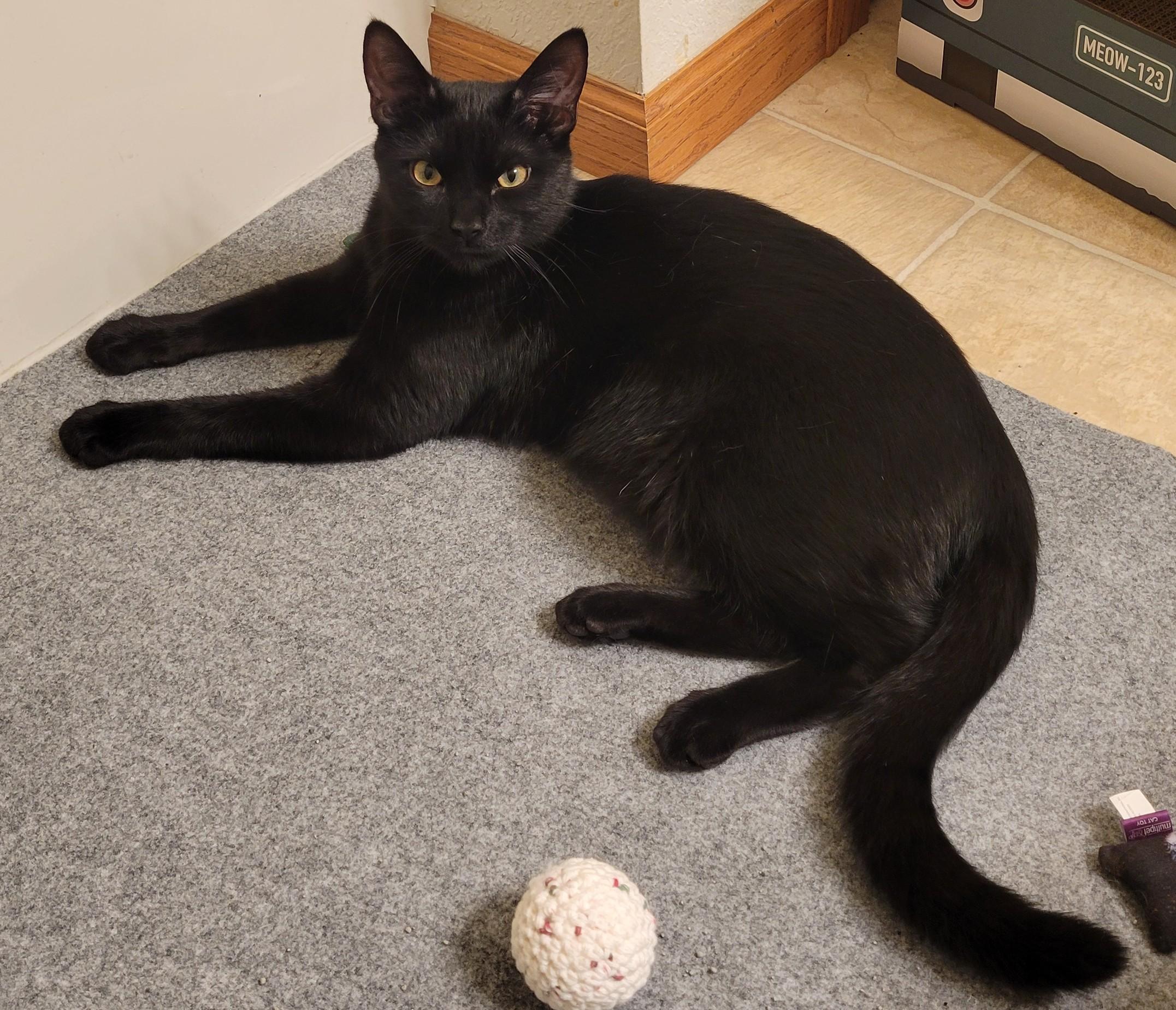 Gouda26, Adopted, Young Male Domestic Short Hair.