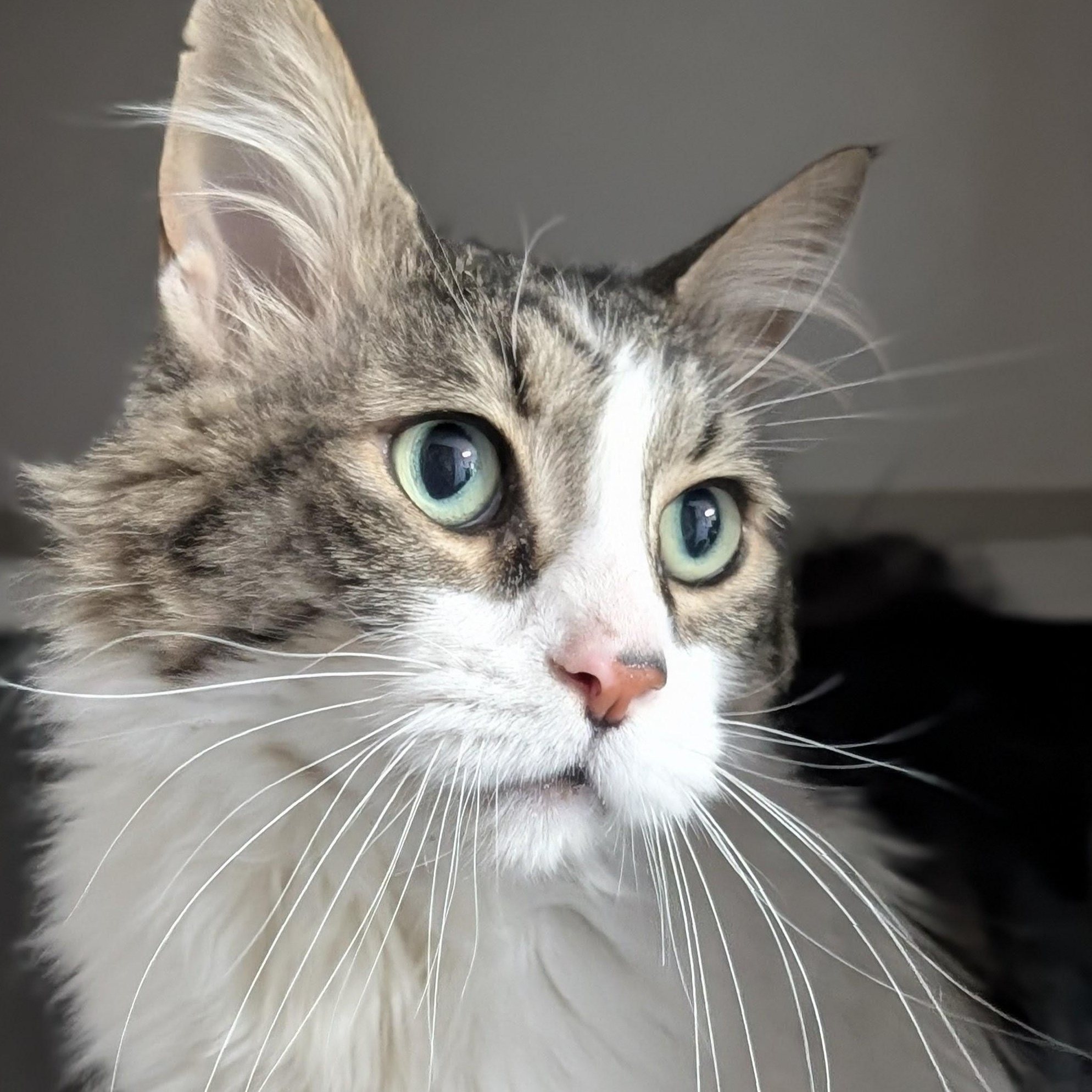 Enlarge Cheyenne, a ADOPTABLE Domestic Long Hair in Bisbee, AZ image 1/2