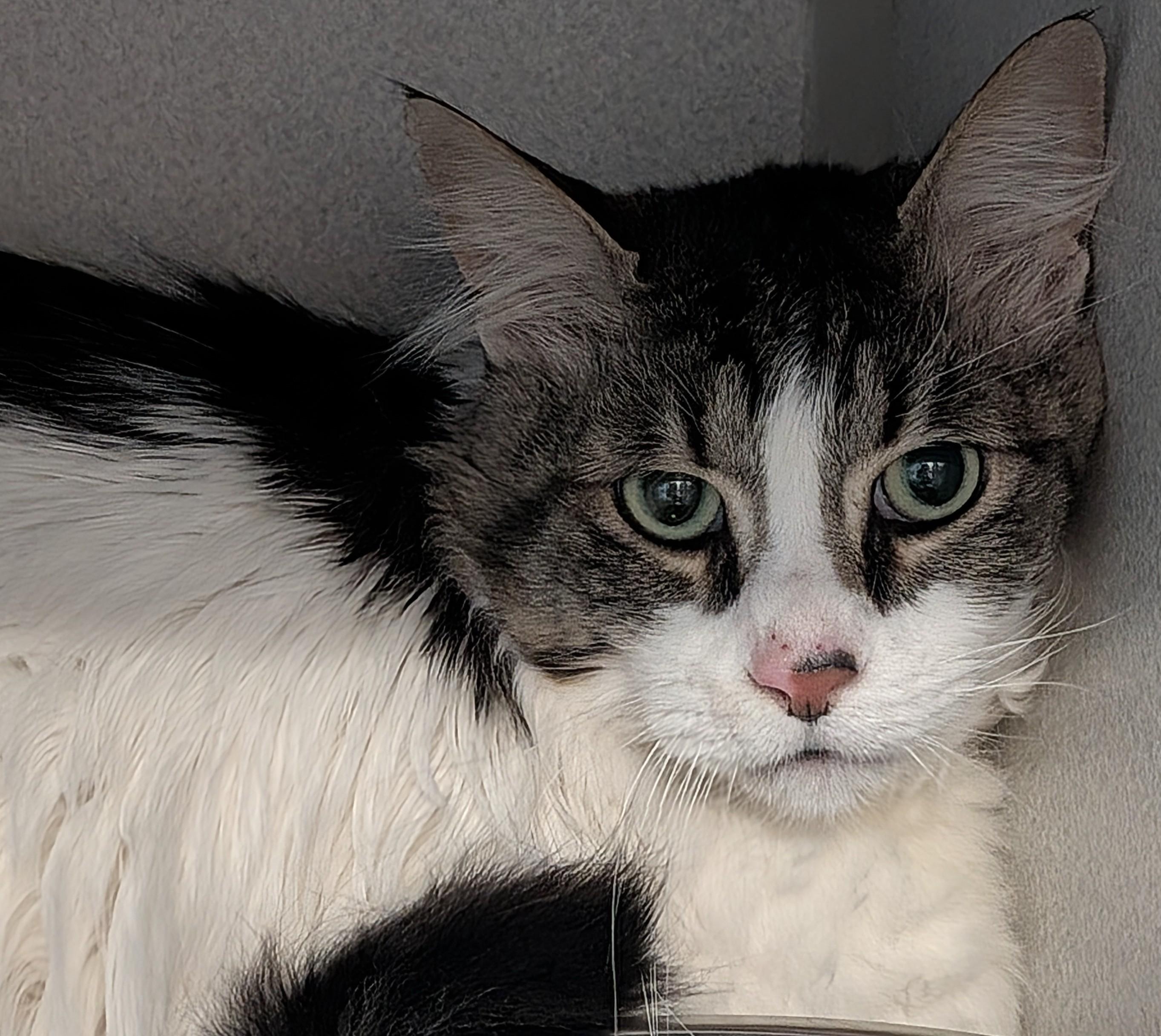 Enlarge Cheyenne, a ADOPTABLE Domestic Long Hair in Bisbee, AZ image 2/2