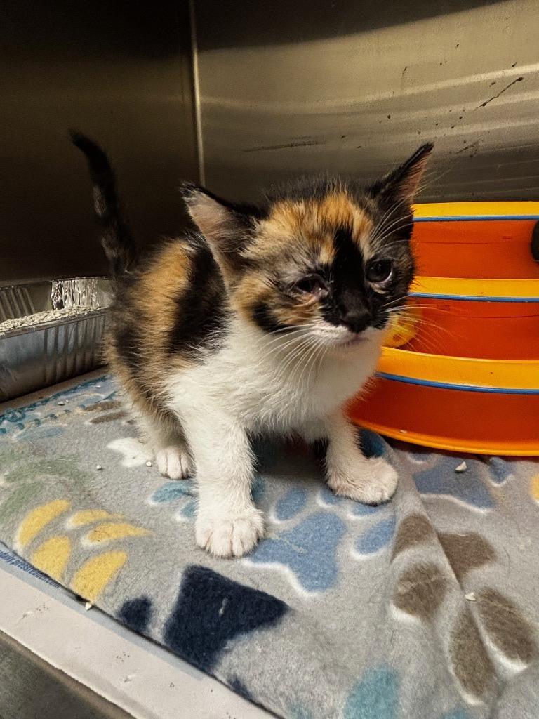 2025-09-077 *Belle*, Adopted, Kitten Female Domestic Short Hair.