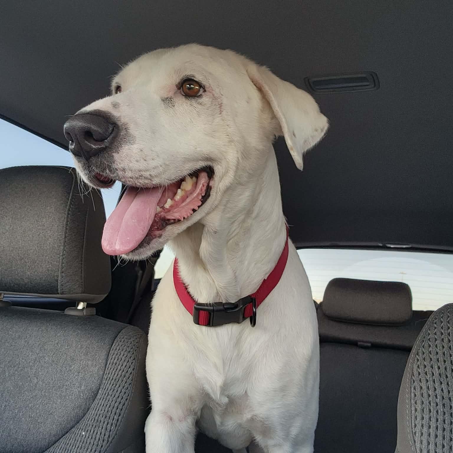 Enlarge Chance, a Adoptable mixed breed in Ann Arbor, MI image 4/4