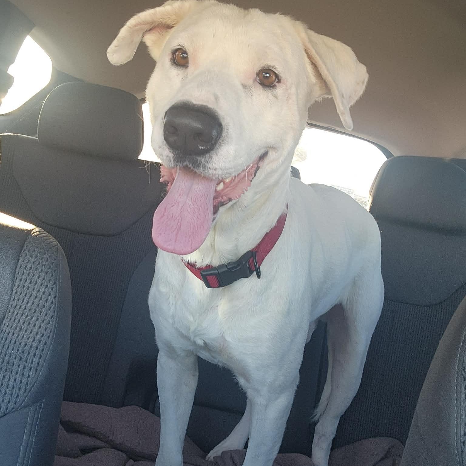 Enlarge Chance, a Adoptable mixed breed in Ann Arbor, MI image 2/4