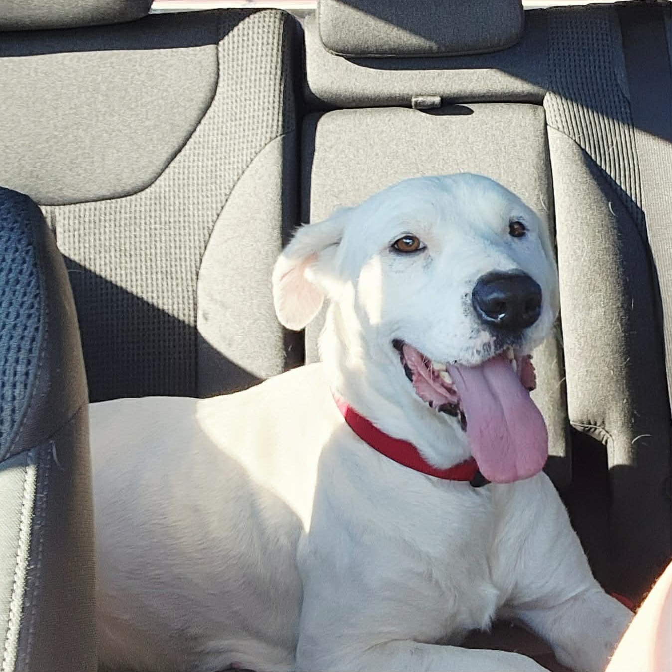 Enlarge Chance, a Adoptable mixed breed in Ann Arbor, MI image 1/4