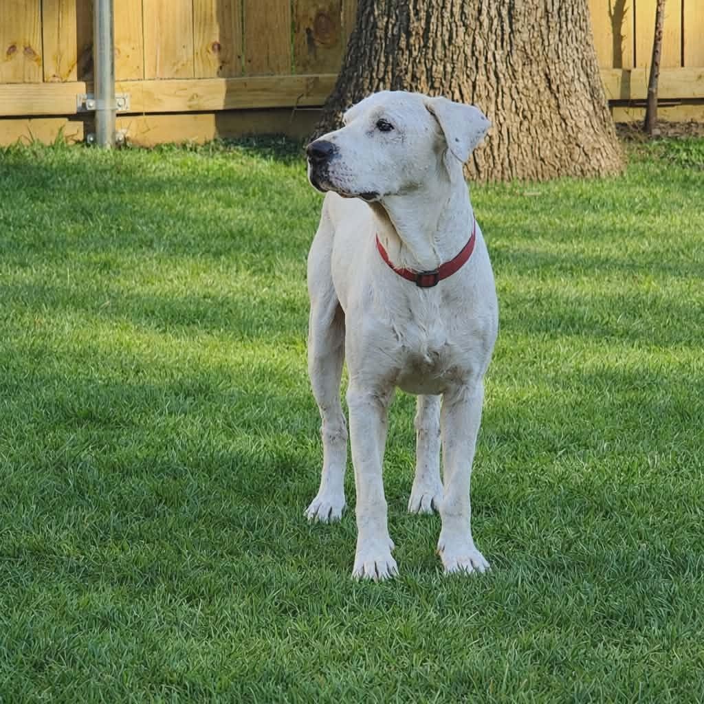 Enlarge Chance, a Adoptable mixed breed in Ann Arbor, MI image 3/4