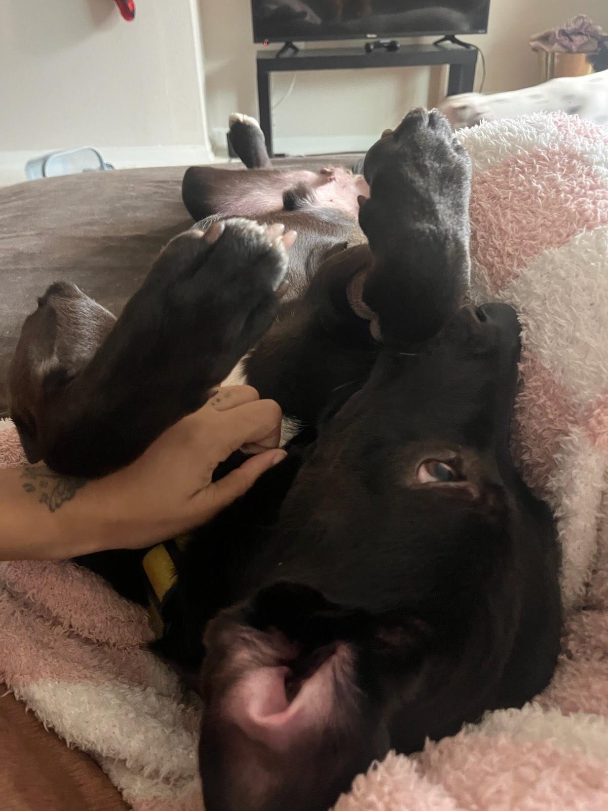 Enlarge Harvey, a ADOPTABLE mixed breed in Buena Park, CA image 2/5