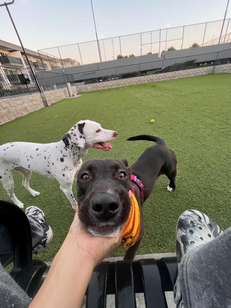 Enlarge Harvey, a ADOPTABLE mixed breed in Buena Park, CA image 5/5