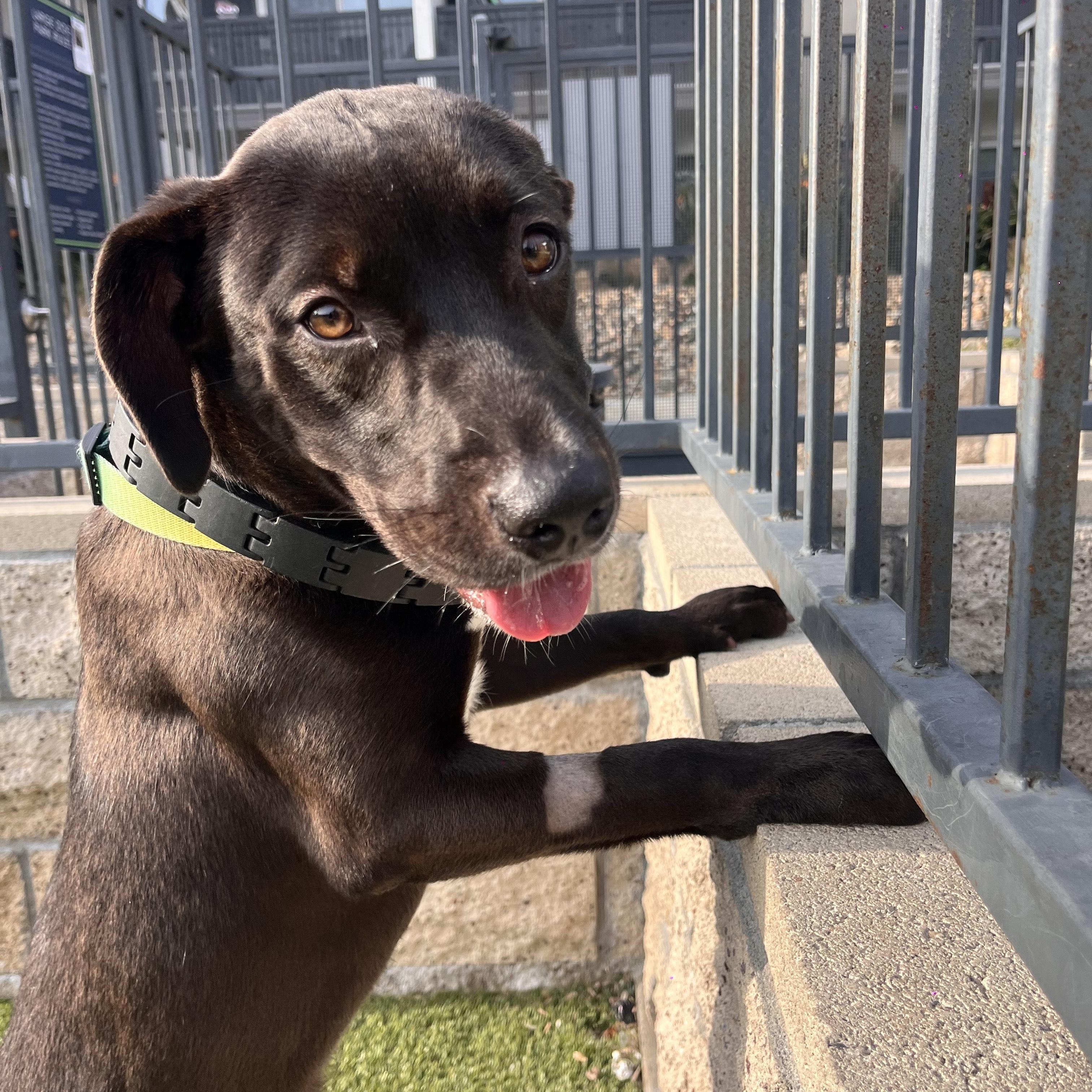 Enlarge Harvey, a ADOPTABLE mixed breed in Buena Park, CA image 3/5