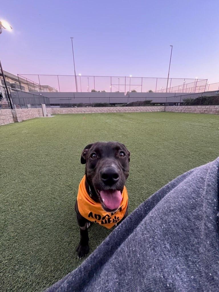 Enlarge Harvey, a ADOPTABLE mixed breed in Buena Park, CA image 4/5