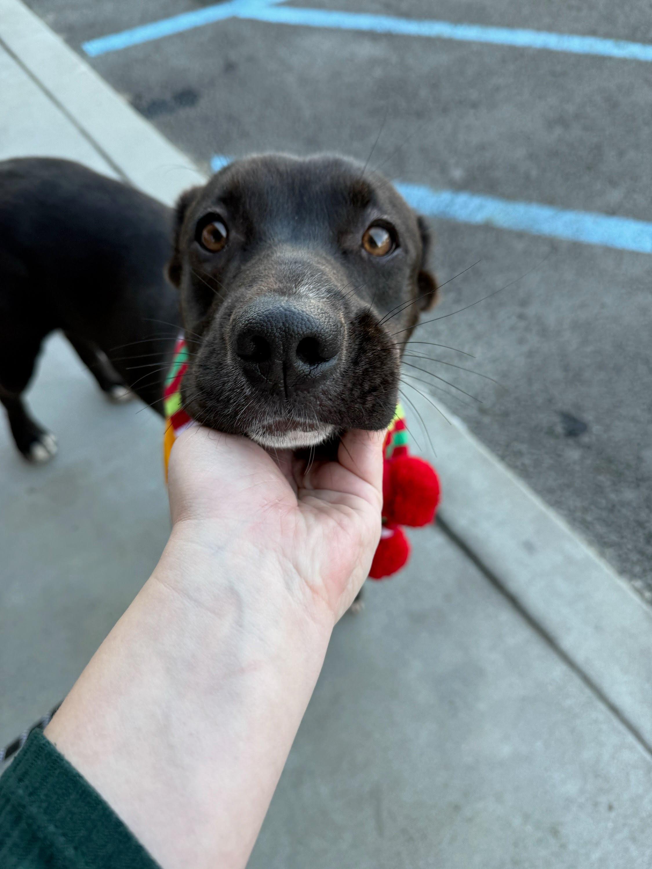 Enlarge Harvey, a ADOPTABLE mixed breed in Buena Park, CA image 1/5