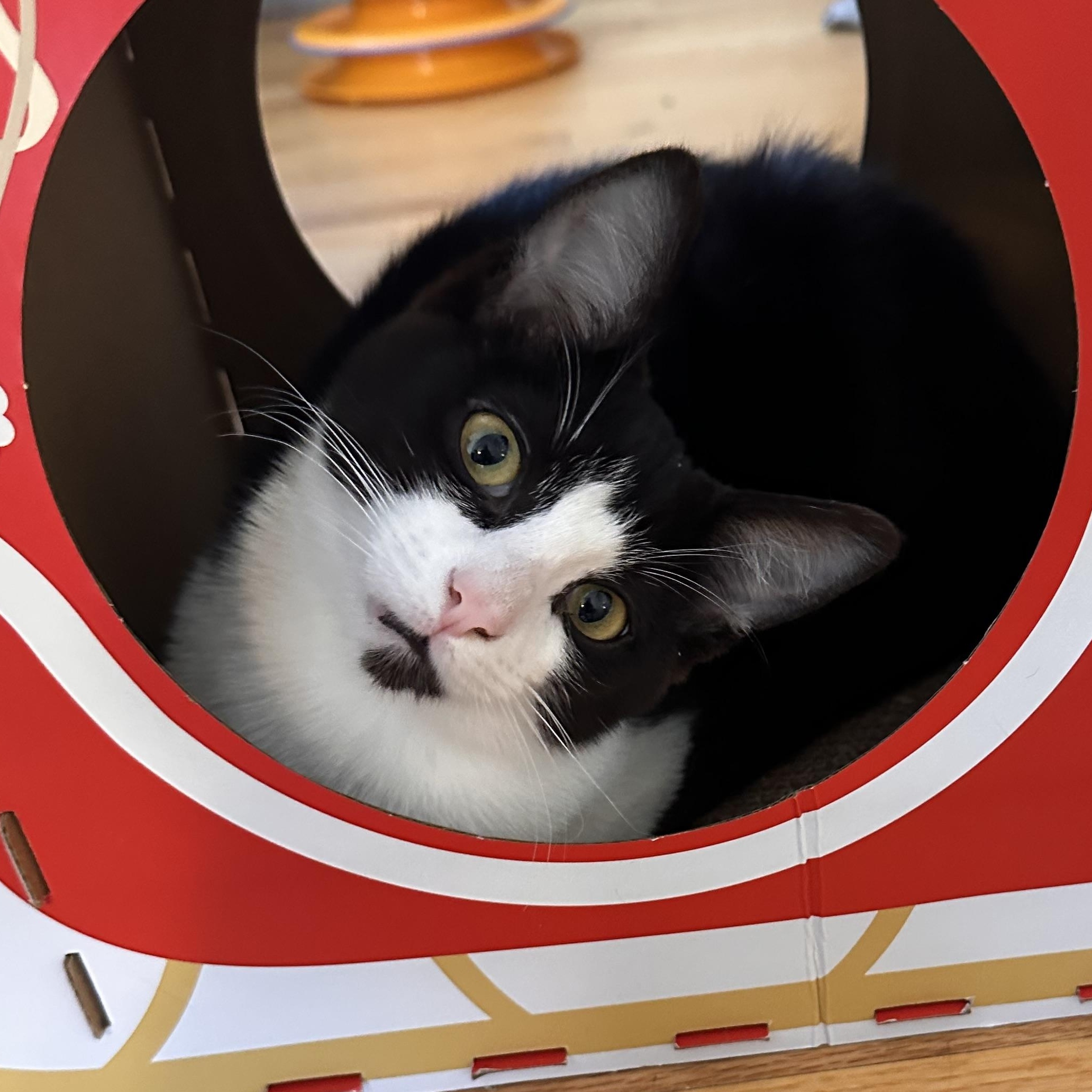 Dax, adopted, Kitten Male Domestic Short Hair.