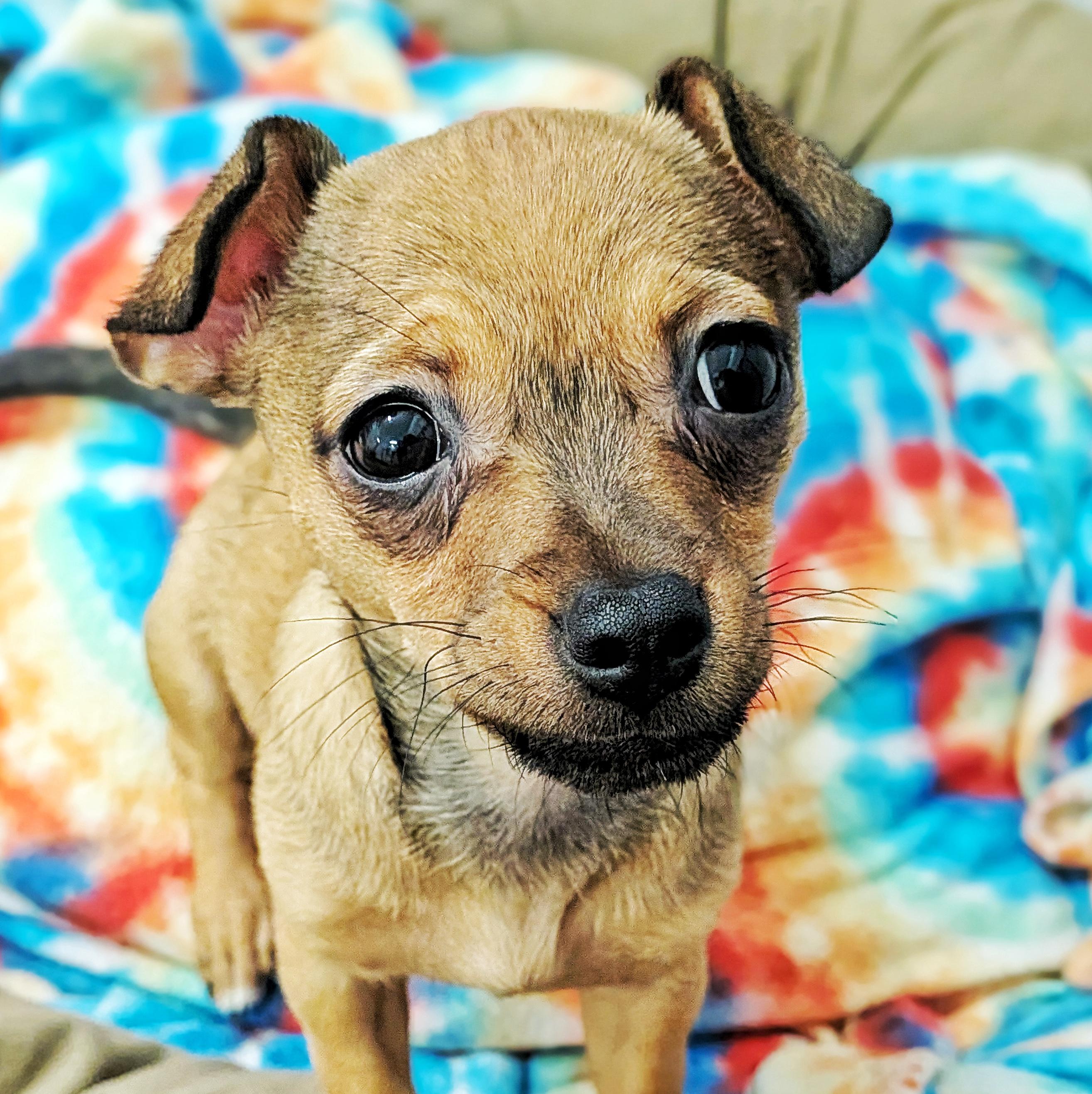 Mousi, Adoptable, Puppy Female Chihuahua.