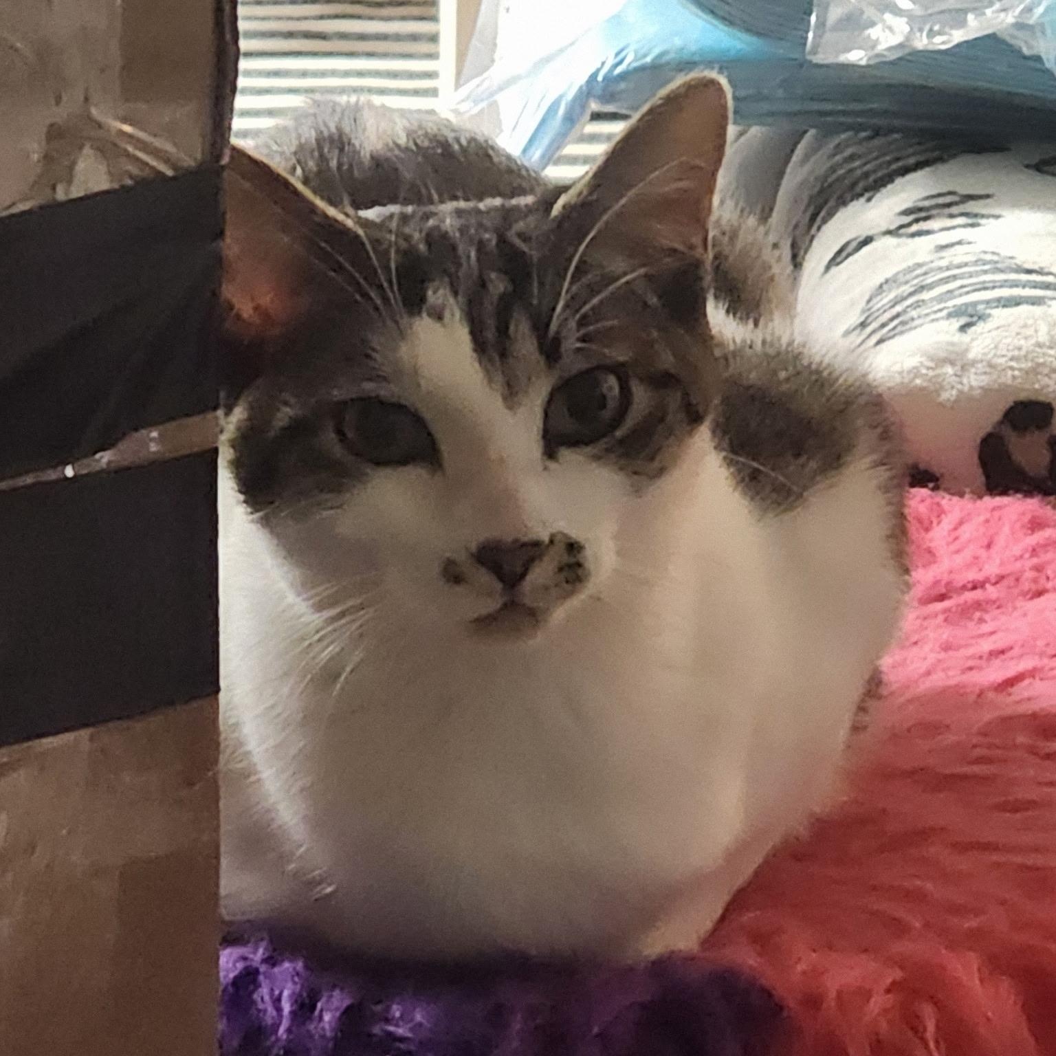 Star N,, Adult Female Tabby