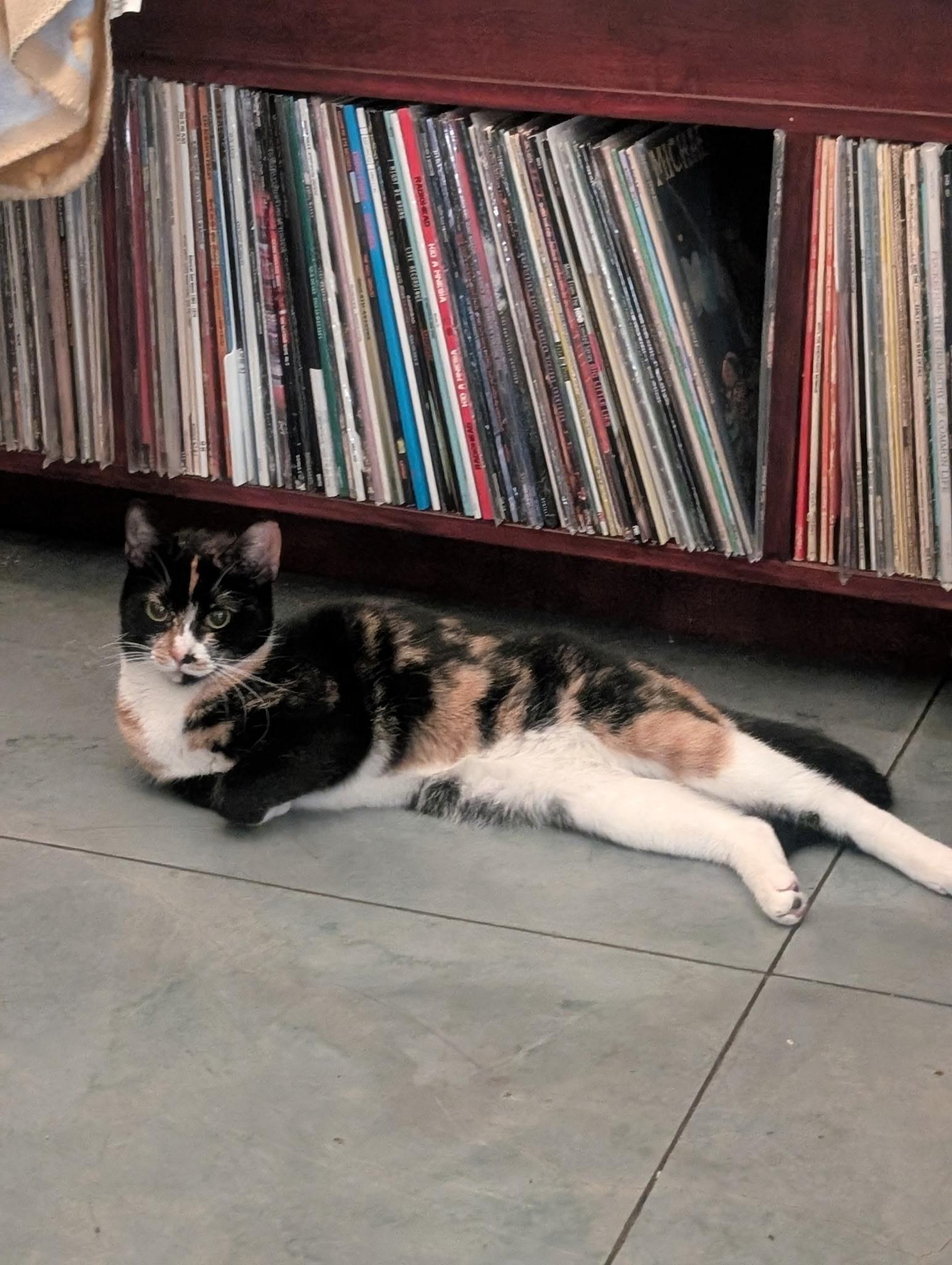 Enlarge Blossom, a Adoptable Domestic Short Hair in South Pasadena, CA image 1/2