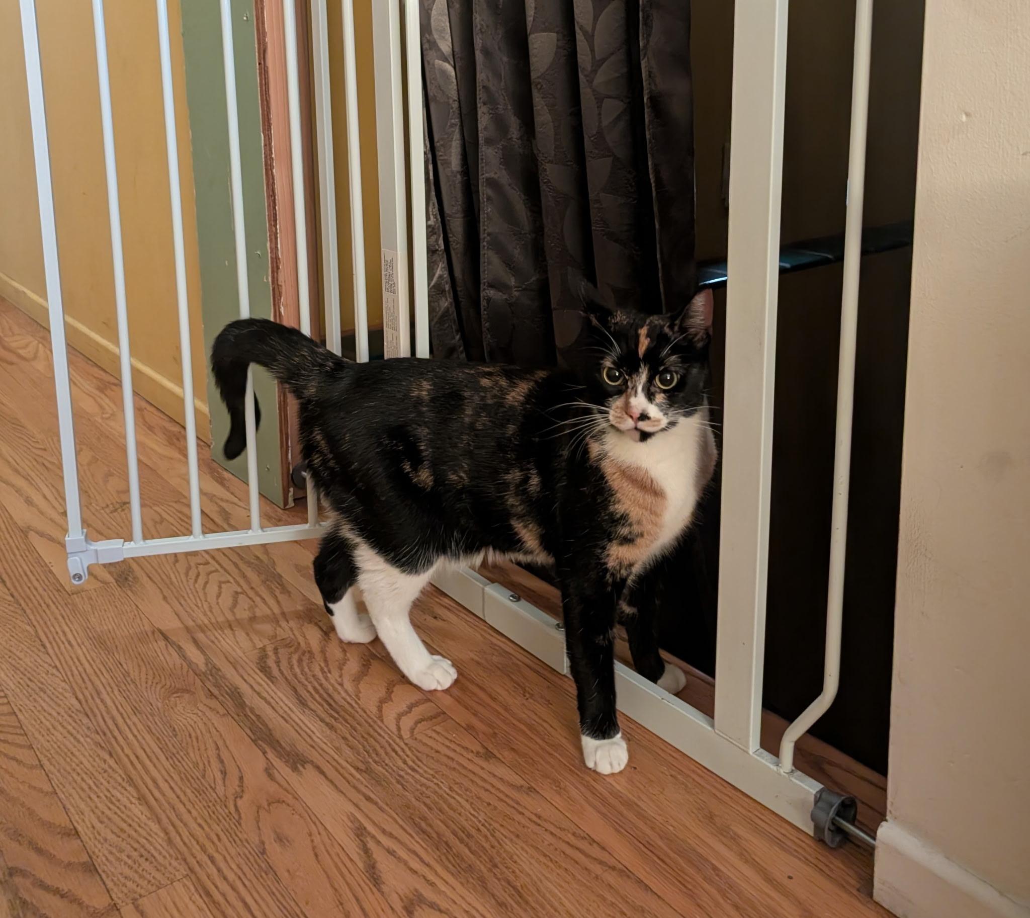 Enlarge Blossom, a Adoptable Domestic Short Hair in South Pasadena, CA image 2/2