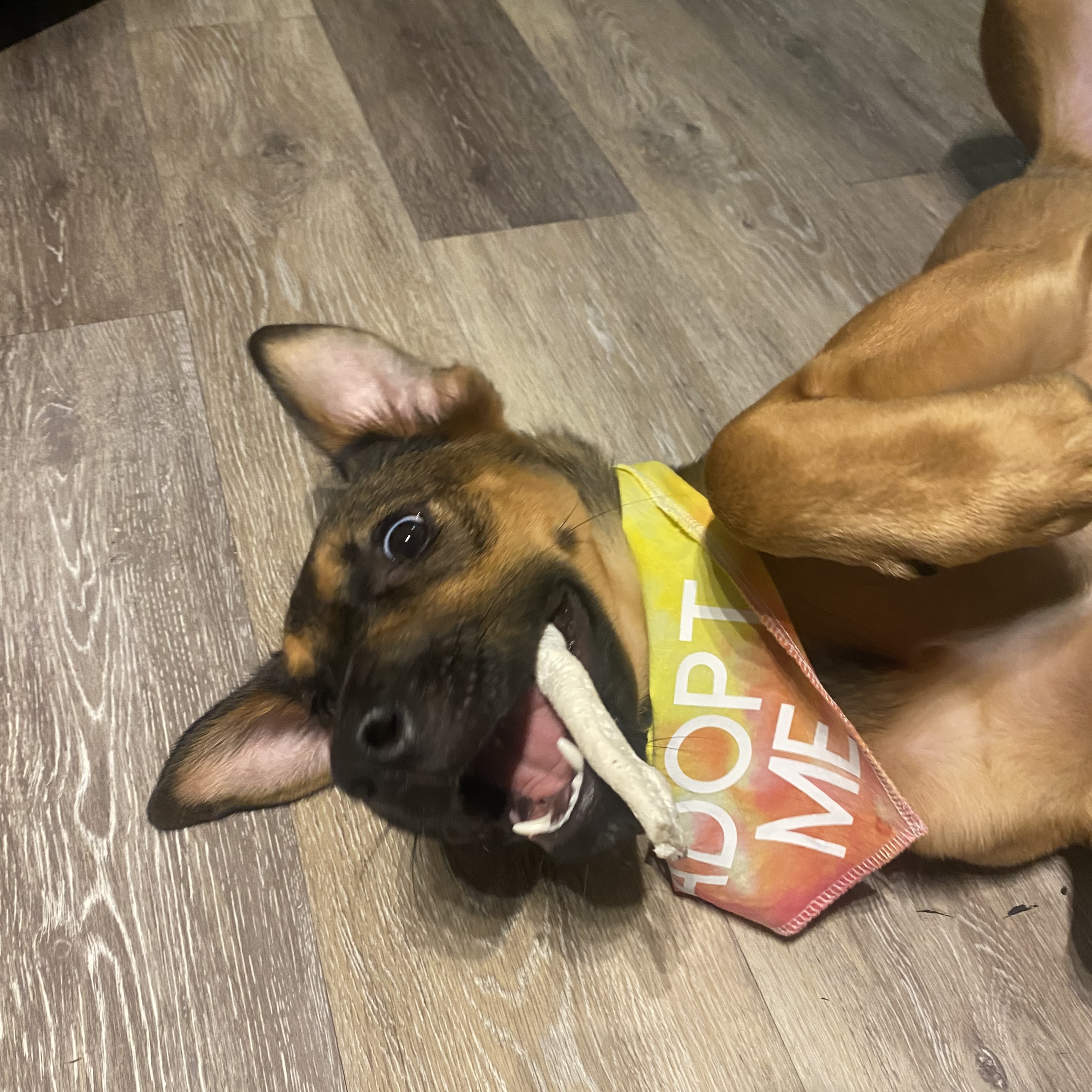 Enlarge Peaches, a Adopted German Shepherd Dog in Charlotte, NC image 2/4