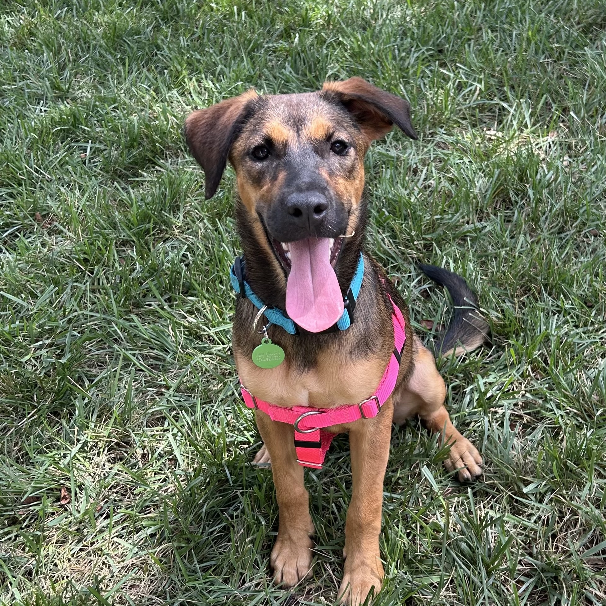 Enlarge Peaches, a Adopted German Shepherd Dog in Charlotte, NC image 1/4