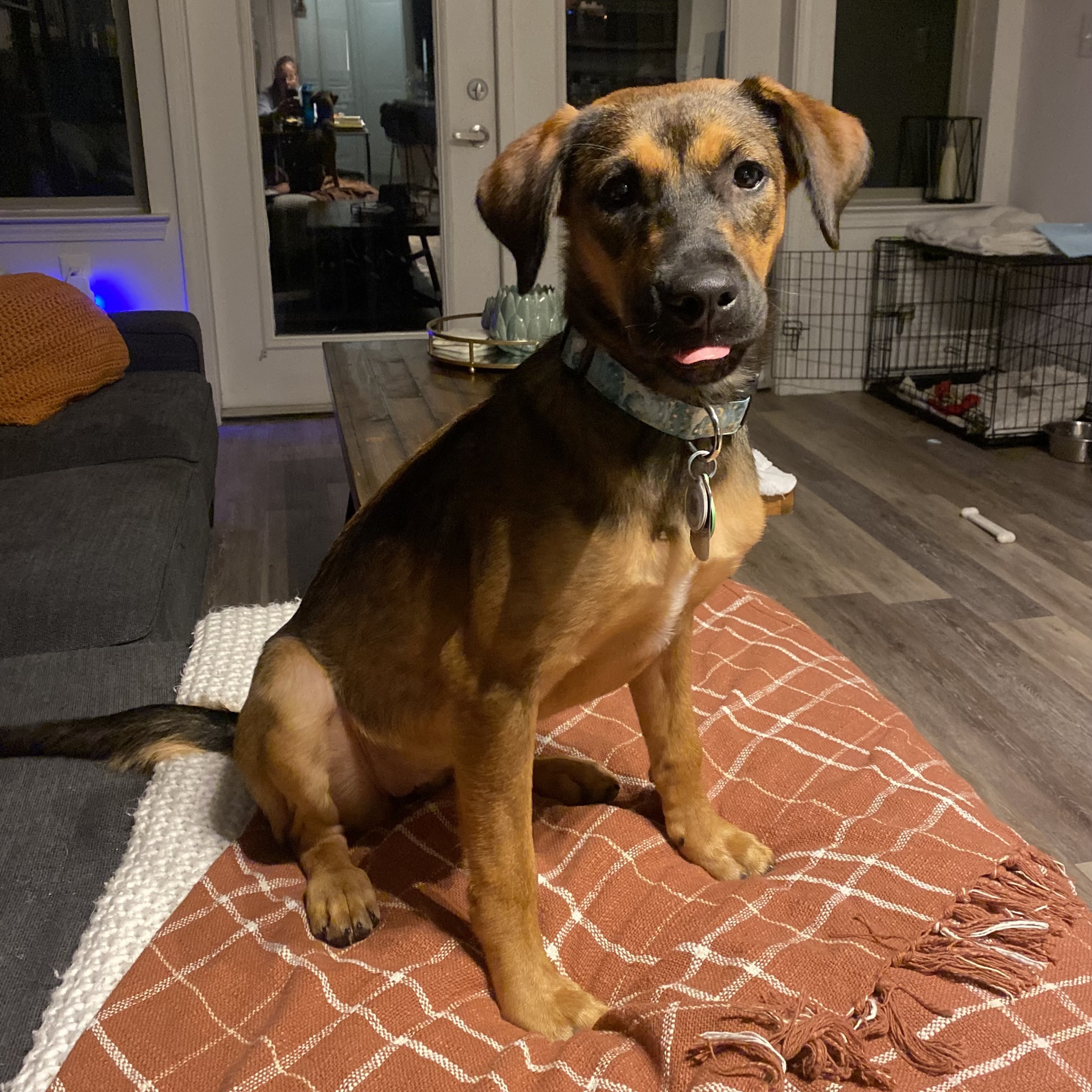 Enlarge Peaches, a Adopted German Shepherd Dog in Charlotte, NC image 3/4