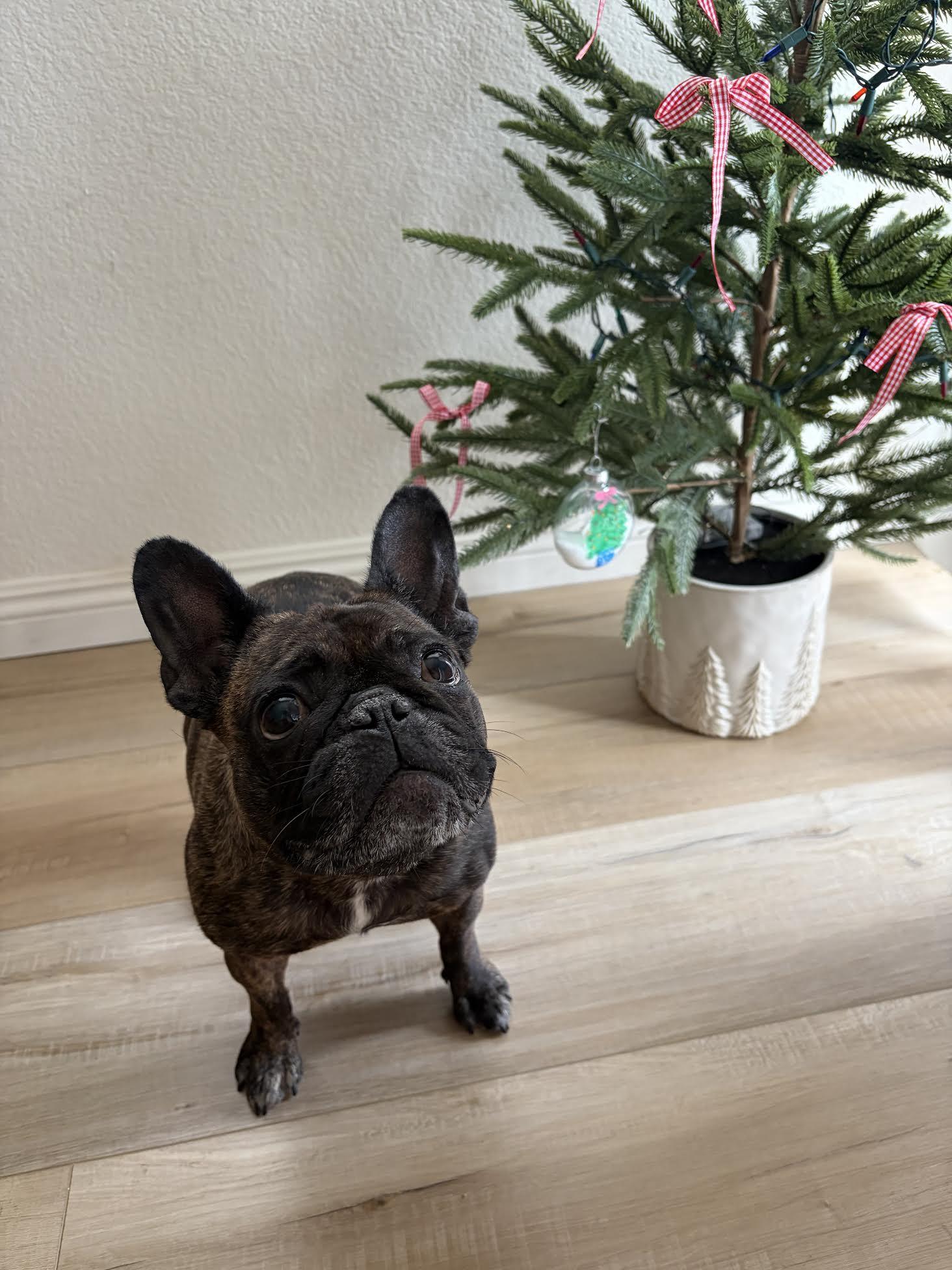 Enlarge Brynn, a ADOPTABLE French Bulldog in Las Vegas, NV image 2/2