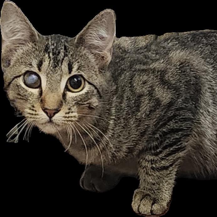 Enlarge Puffer, a Adoptable Domestic Short Hair in Denison, TX image 1/1