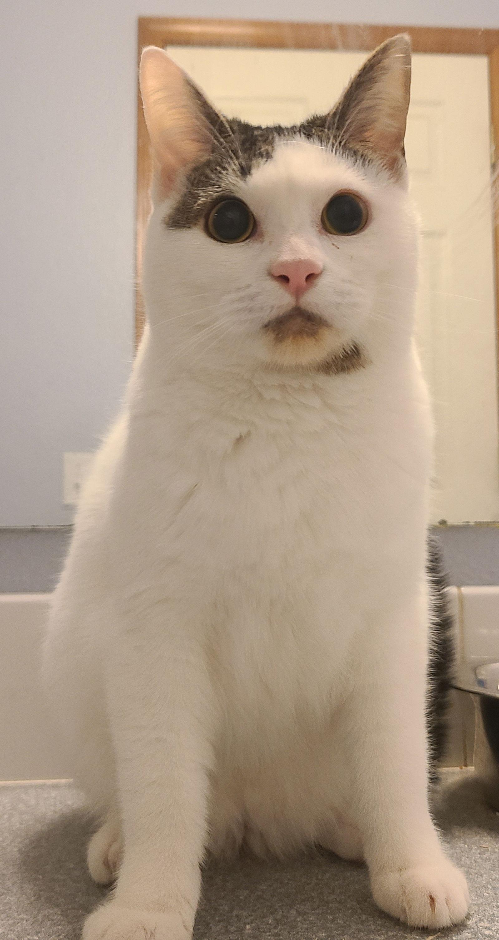 Enlarge MAE & MOXIE - Sister/Brother Duo, a Adoptable Domestic Short Hair in Hillsboro, OR image 1/3