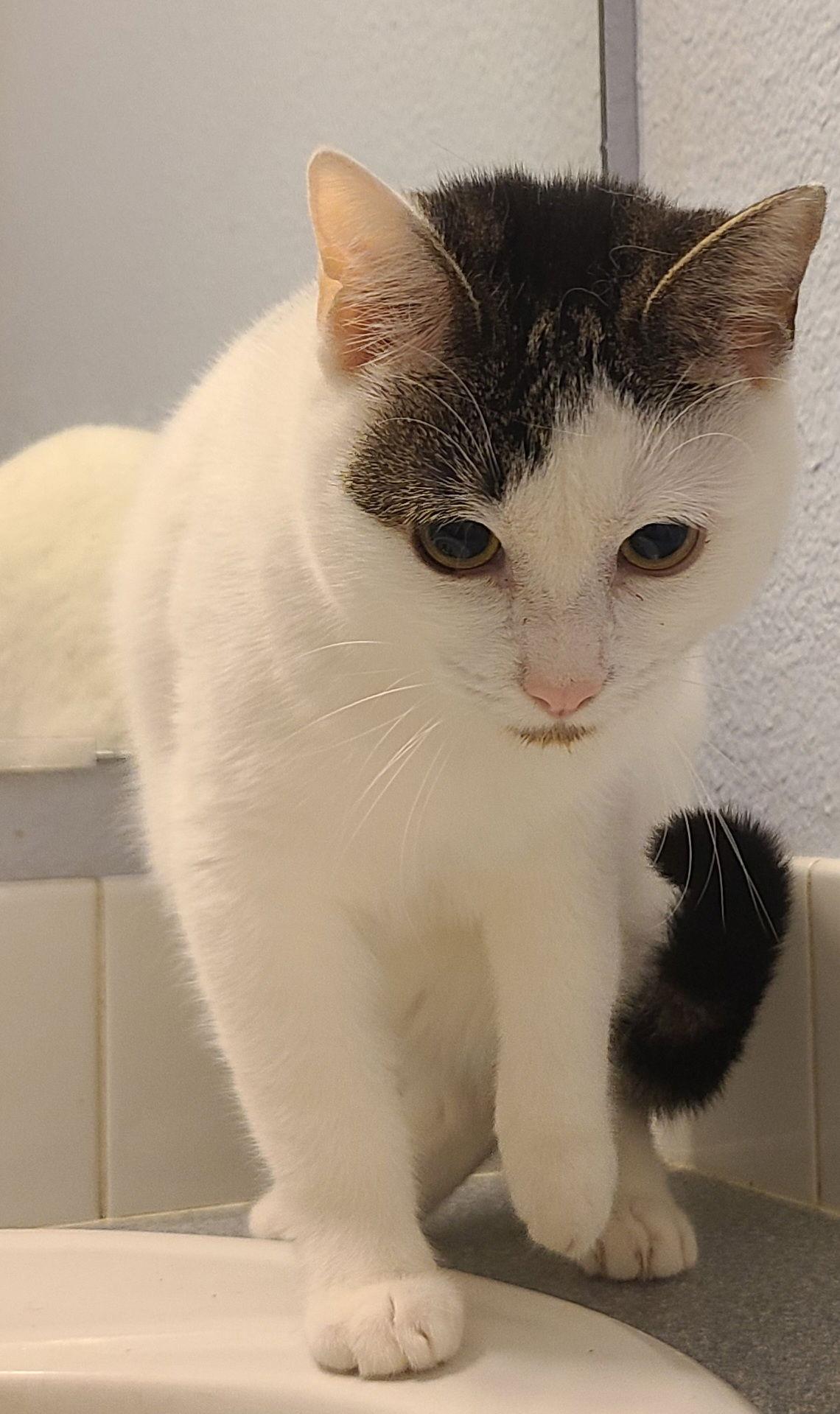 Enlarge MAE & MOXIE - Sister/Brother Duo, a Adoptable Domestic Short Hair in Hillsboro, OR image 2/3