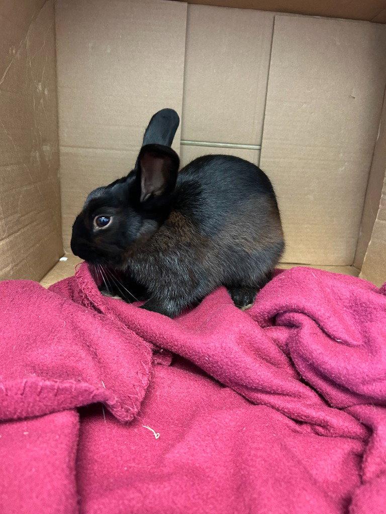 Enlarge FC  BlackJack, a Adoptable Rex in Glen Allen, VA image 2/2