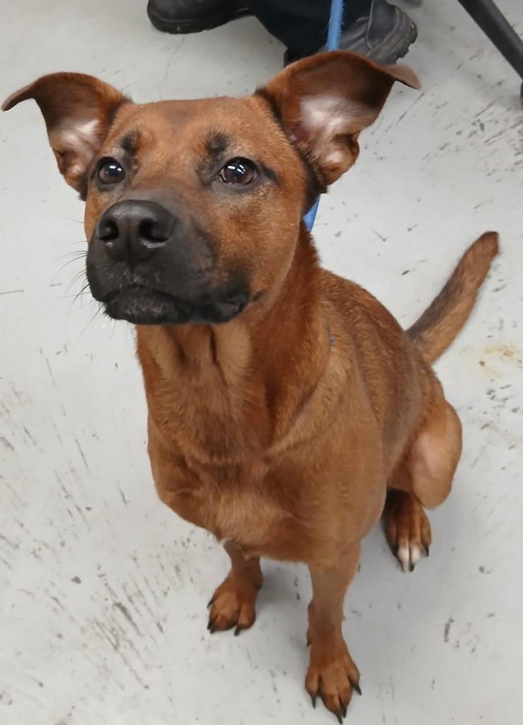 Enlarge Lizzo, a Adoptable mixed breed in North Vernon, IN image 1/1