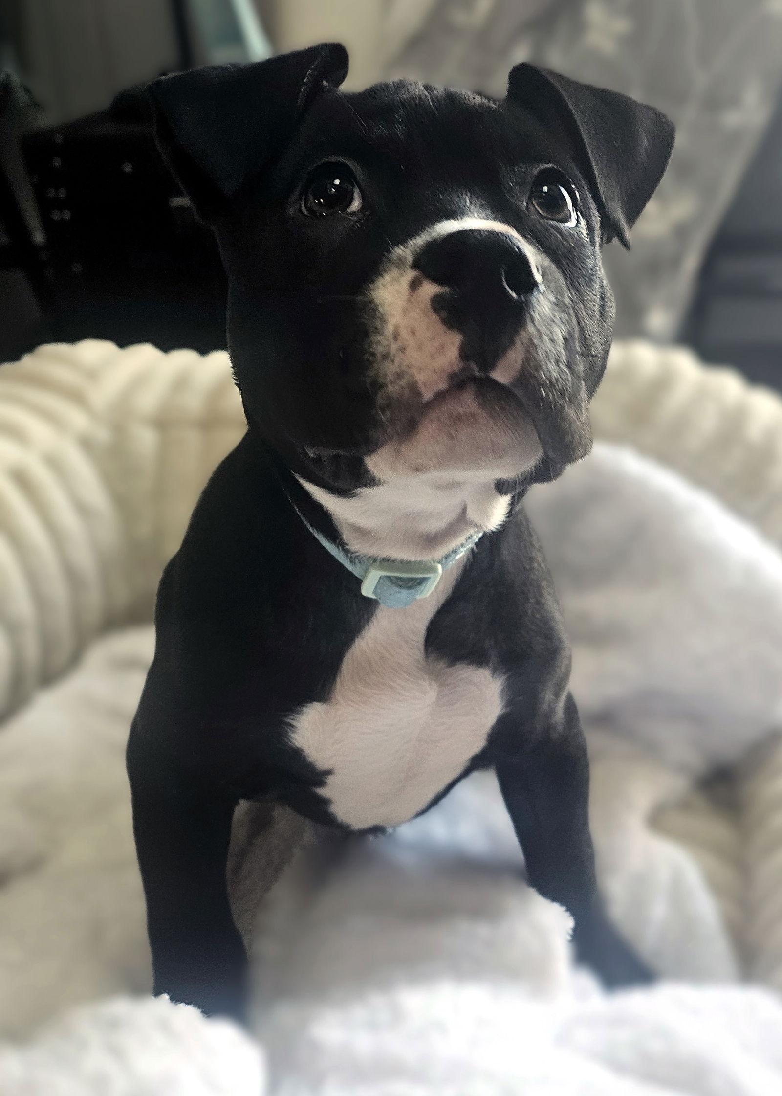 Enlarge Griffin, a Adopted Pit Bull Terrier in Framingham, MA image 1/3