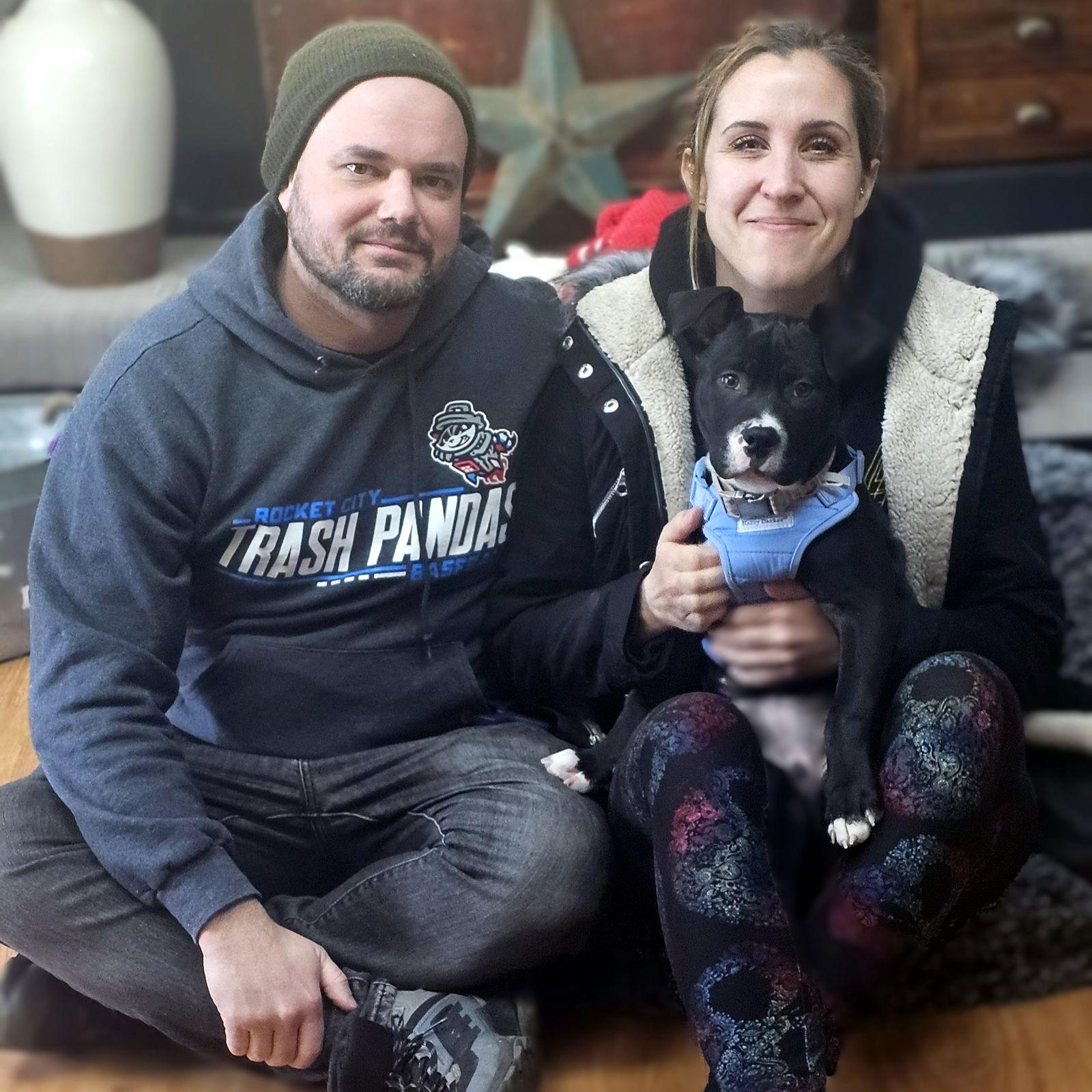 Enlarge Griffin, a Adopted Pit Bull Terrier in Framingham, MA image 2/3