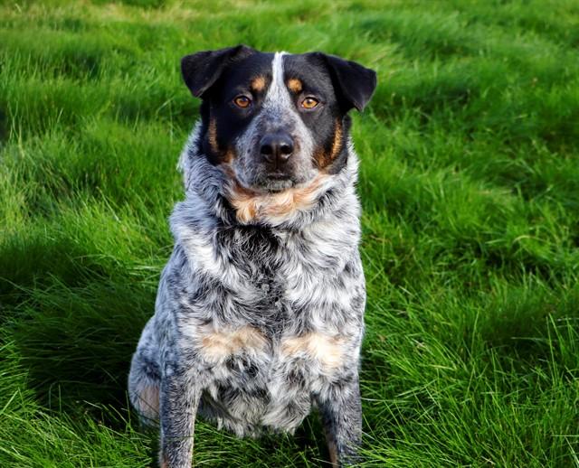 BILL, Adoptable, Adult Male Australian Cattle Dog / Blue Heeler & Mixed Breed.