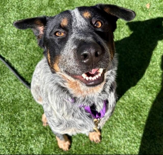BULL, Adoptable, Adult Male Australian Cattle Dog / Blue Heeler & Mixed Breed.